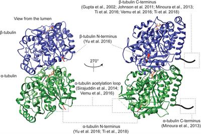 Reconstituting Microtubules: A Decades-Long Effort From Building Block Identification to the Generation of Recombinant α/β-Tubulin